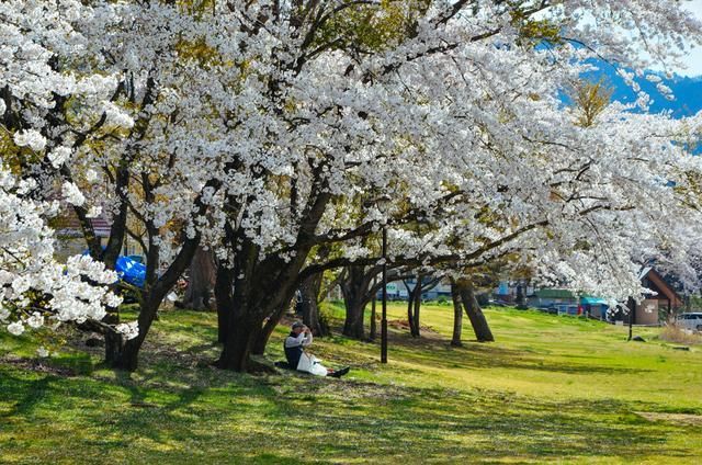 名侦探柯南：银翼的魔术师