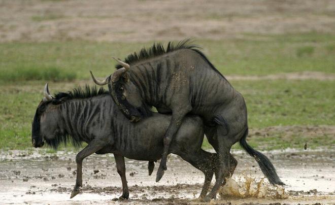 克莱尔·达林的最后疯狂